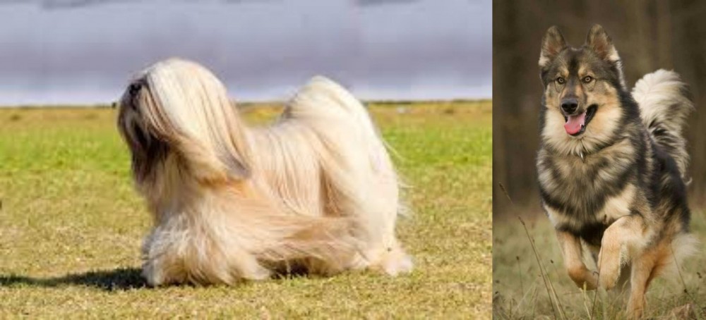 Native American Indian Dog vs Lhasa Apso - Breed Comparison