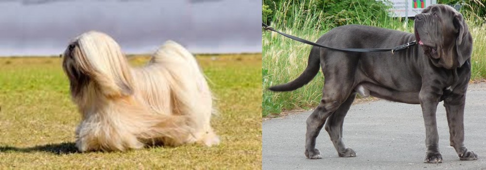 Neapolitan Mastiff vs Lhasa Apso - Breed Comparison