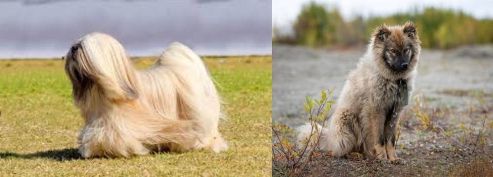 Nenets Herding Laika vs Lhasa Apso - Breed Comparison