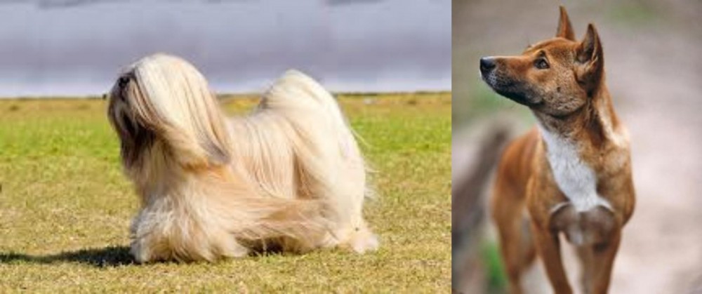 New Guinea Singing Dog vs Lhasa Apso - Breed Comparison