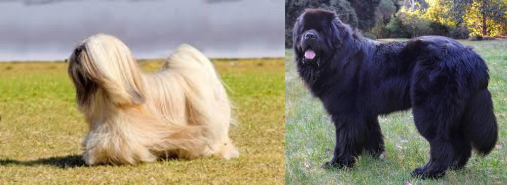 Newfoundland Dog vs Lhasa Apso - Breed Comparison