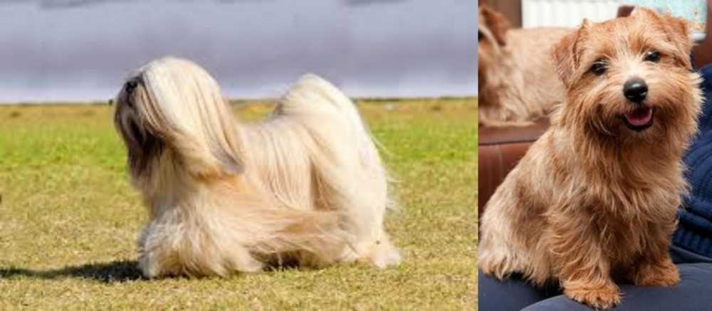 Norfolk Terrier vs Lhasa Apso - Breed Comparison