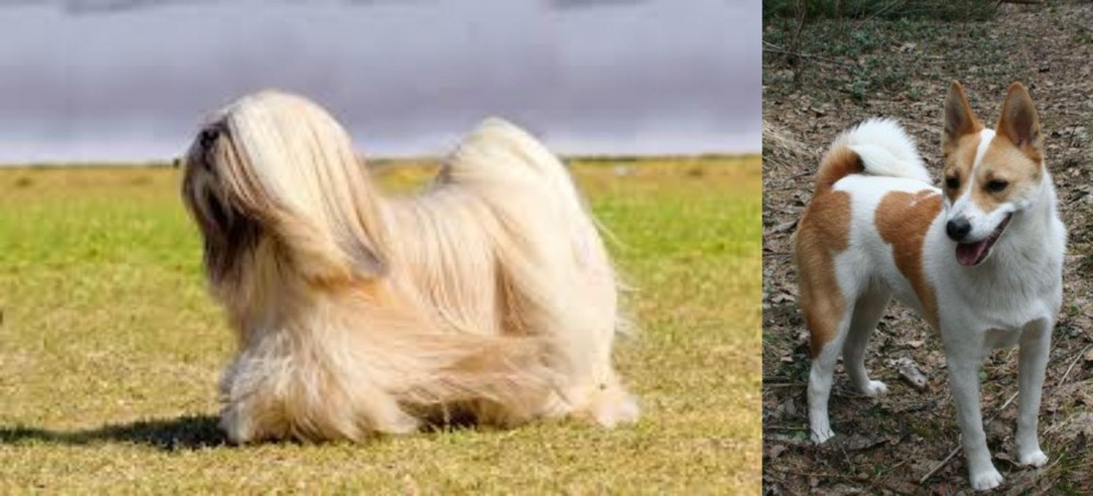 Norrbottenspets vs Lhasa Apso - Breed Comparison