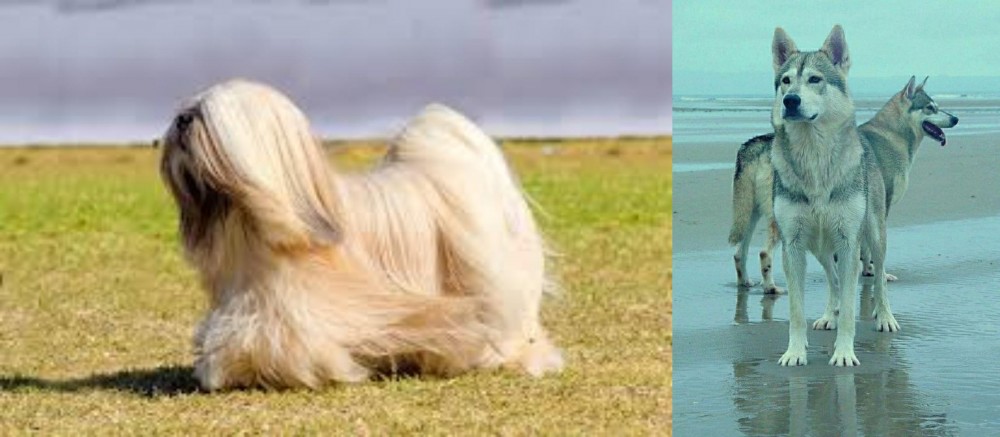 Northern Inuit Dog vs Lhasa Apso - Breed Comparison
