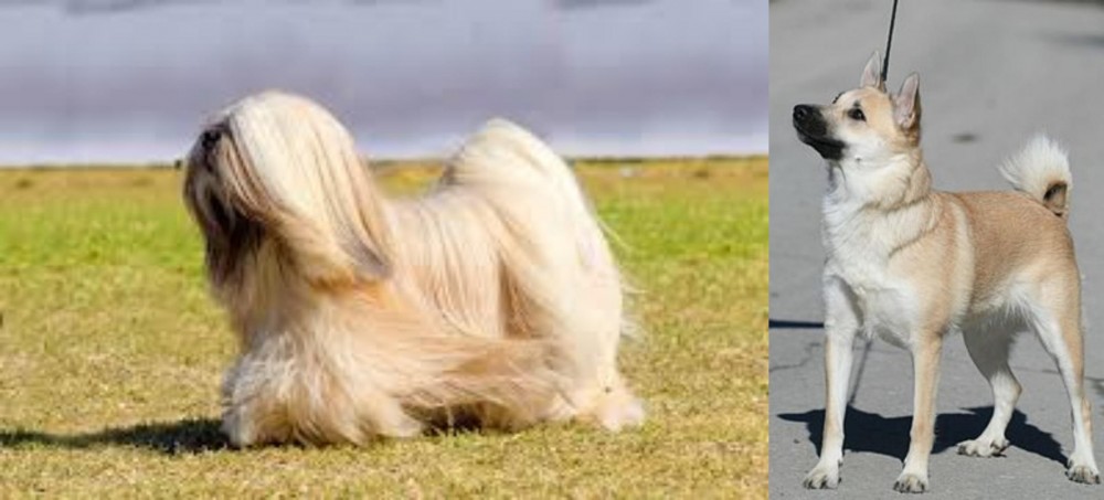 Norwegian Buhund vs Lhasa Apso - Breed Comparison