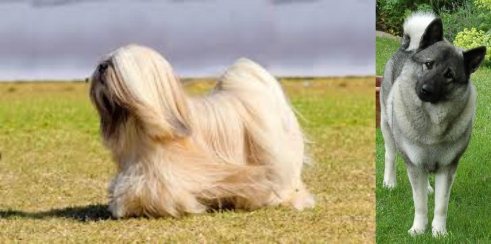 Norwegian Elkhound vs Lhasa Apso - Breed Comparison