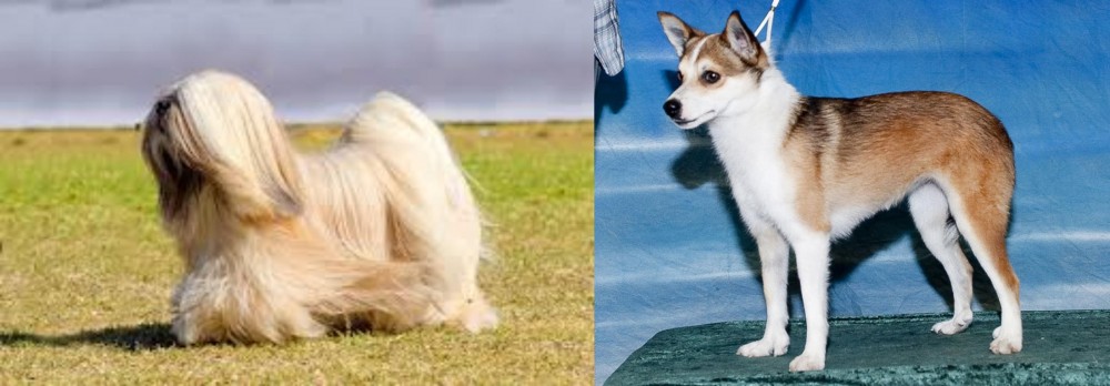 Norwegian Lundehund vs Lhasa Apso - Breed Comparison