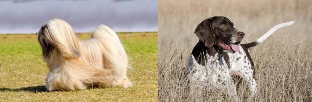 Old Danish Pointer vs Lhasa Apso - Breed Comparison