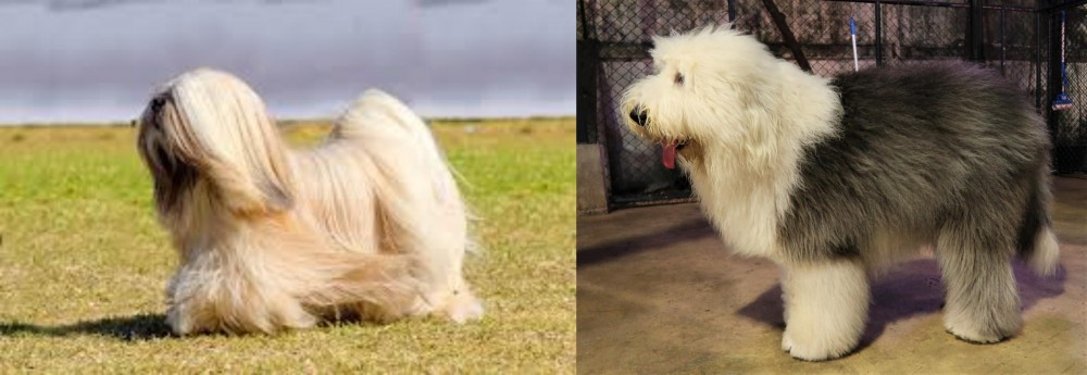 Old English Sheepdog vs Lhasa Apso - Breed Comparison
