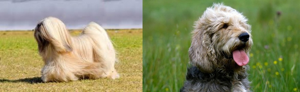 Otterhound vs Lhasa Apso - Breed Comparison
