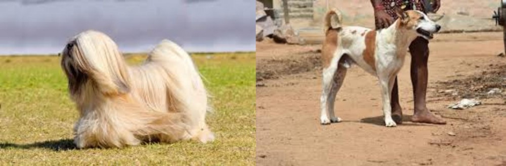 Pandikona vs Lhasa Apso - Breed Comparison