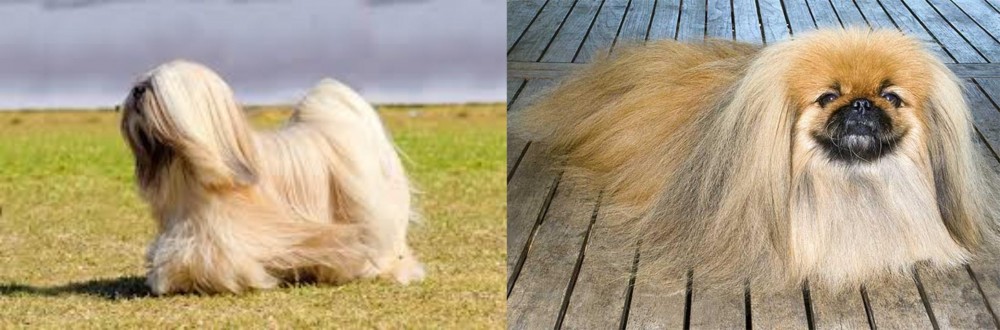 Pekingese vs Lhasa Apso - Breed Comparison
