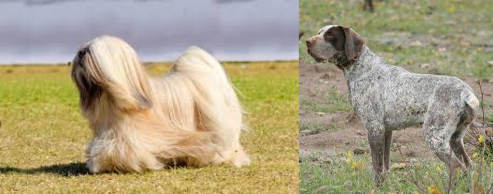 Perdiguero de Burgos vs Lhasa Apso - Breed Comparison