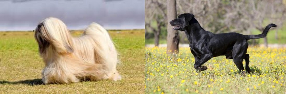 Perro de Pastor Mallorquin vs Lhasa Apso - Breed Comparison