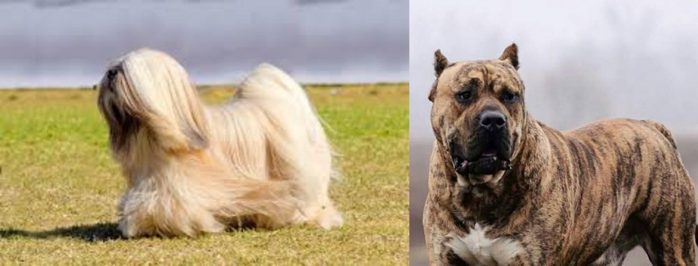 Perro de Presa Canario vs Lhasa Apso - Breed Comparison