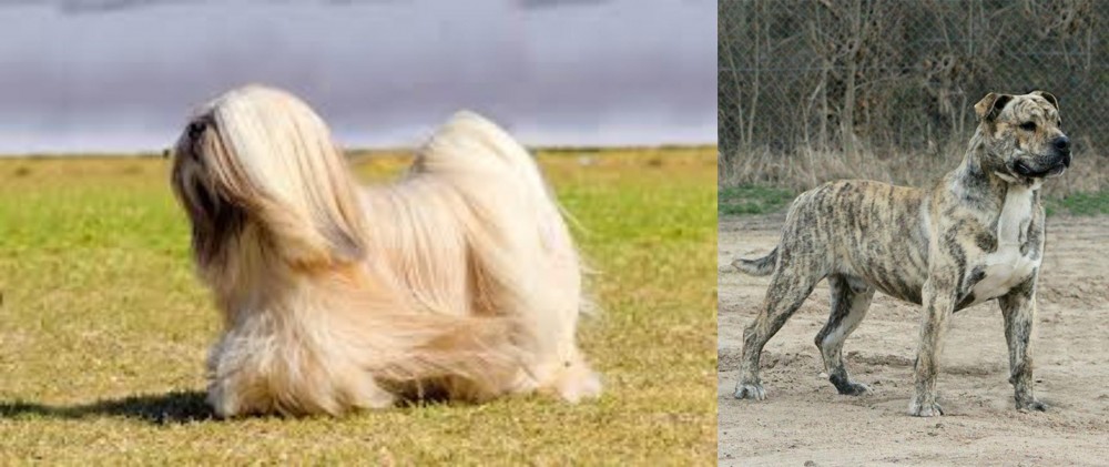 Perro de Presa Mallorquin vs Lhasa Apso - Breed Comparison