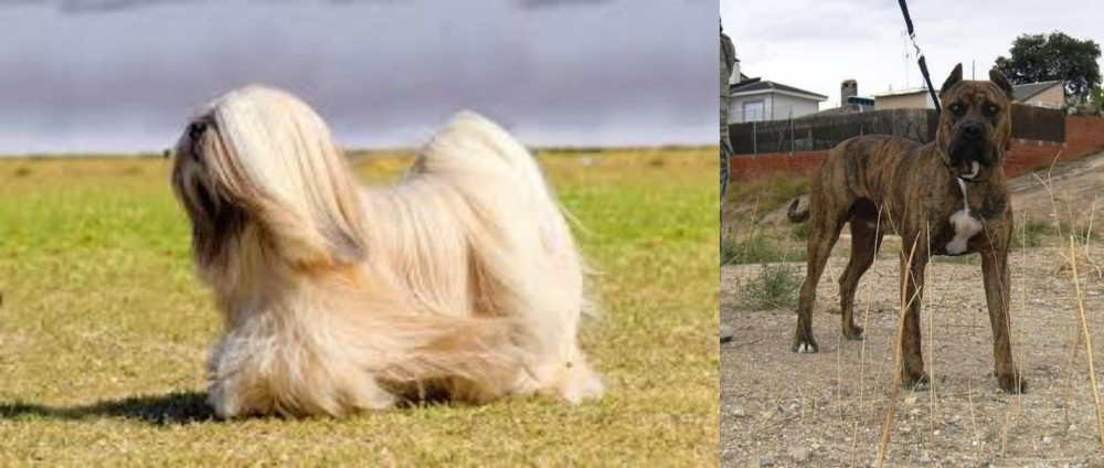Perro de Toro vs Lhasa Apso - Breed Comparison