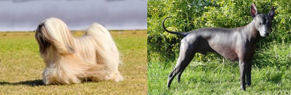 Peruvian Hairless vs Lhasa Apso - Breed Comparison