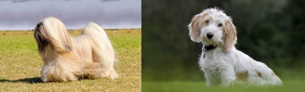 Petit Basset Griffon Vendeen vs Lhasa Apso - Breed Comparison