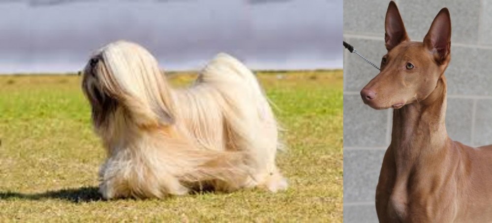 Pharaoh Hound vs Lhasa Apso - Breed Comparison