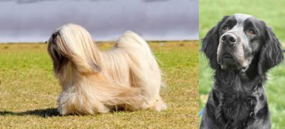 Picardy Spaniel vs Lhasa Apso - Breed Comparison