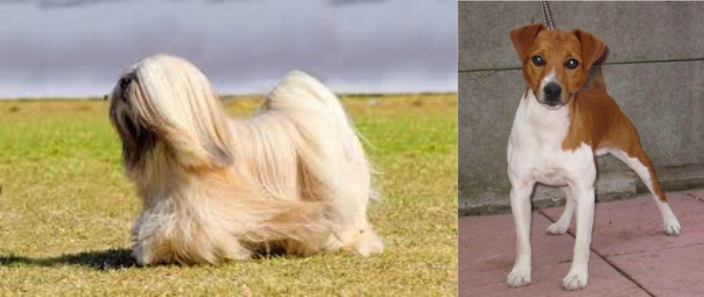 Plummer Terrier vs Lhasa Apso - Breed Comparison