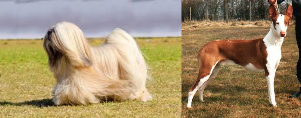 Podenco Canario vs Lhasa Apso - Breed Comparison