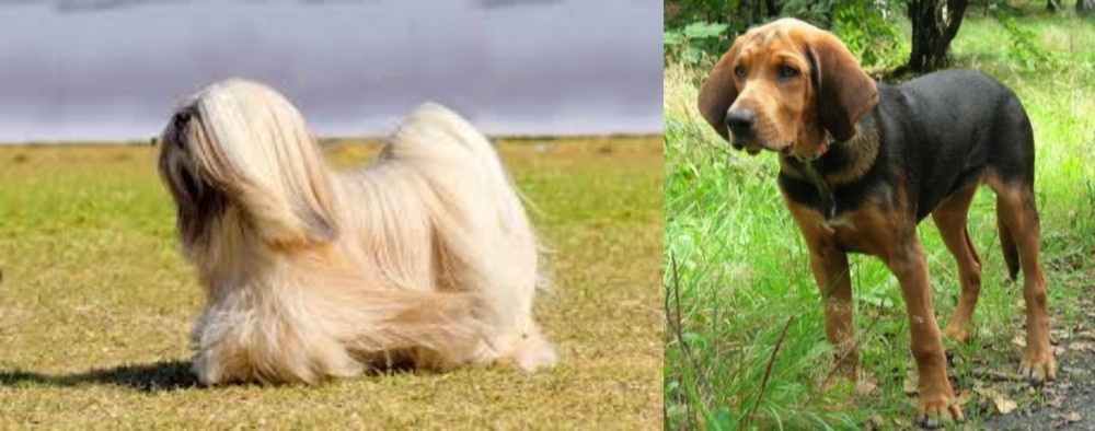 Polish Hound vs Lhasa Apso - Breed Comparison