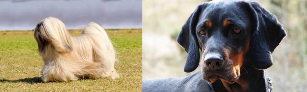 Polish Hunting Dog vs Lhasa Apso - Breed Comparison