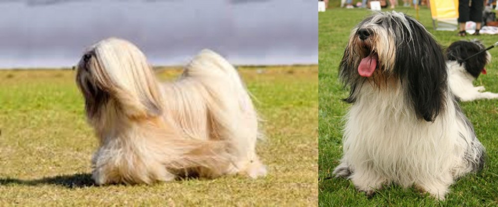 Polish Lowland Sheepdog vs Lhasa Apso - Breed Comparison