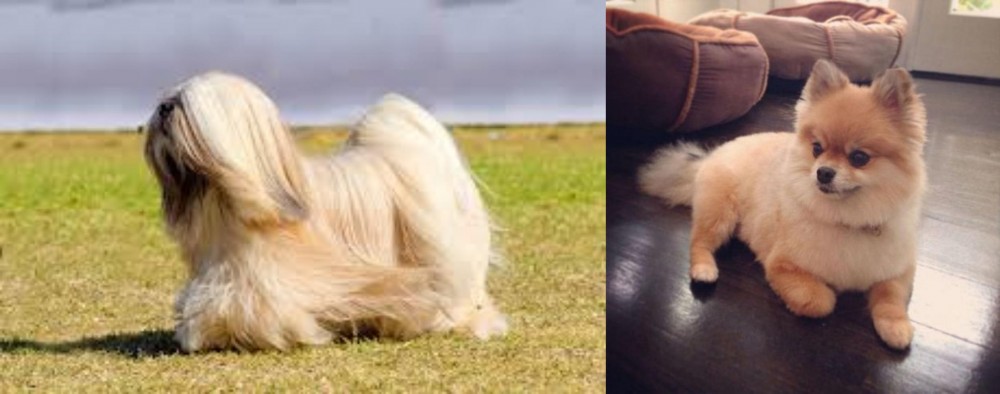 Pomeranian vs Lhasa Apso - Breed Comparison