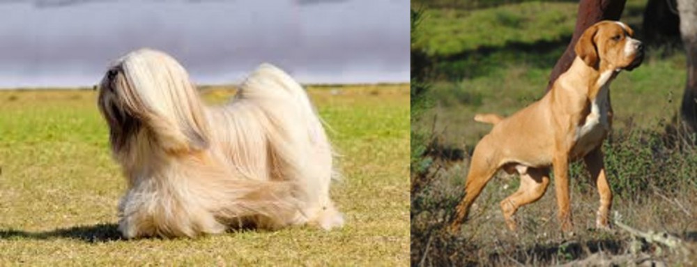 Portuguese Pointer vs Lhasa Apso - Breed Comparison