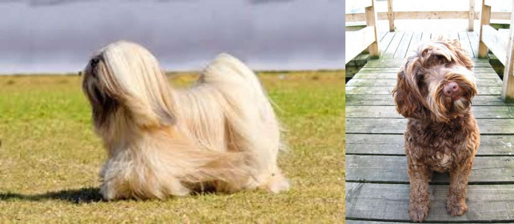 Portuguese Water Dog vs Lhasa Apso - Breed Comparison