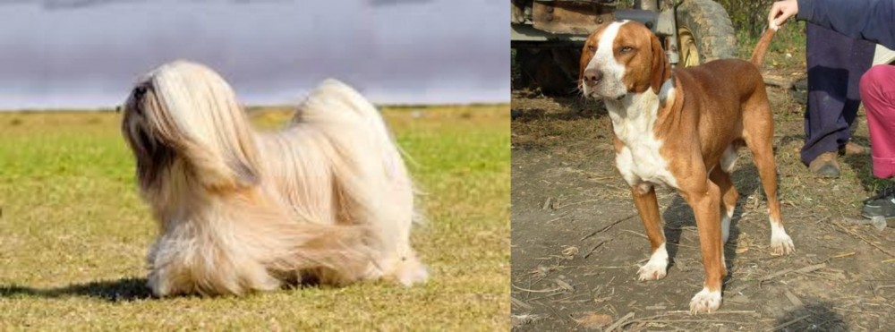 Posavac Hound vs Lhasa Apso - Breed Comparison