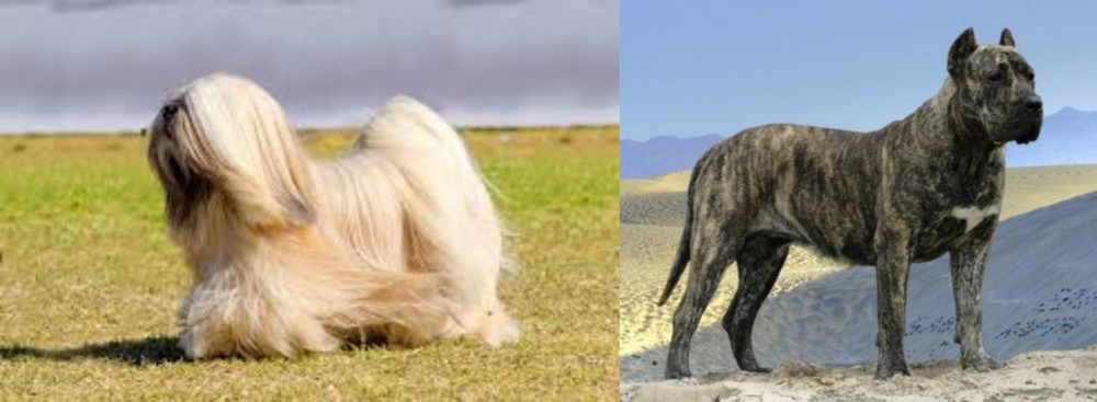 Presa Canario vs Lhasa Apso - Breed Comparison
