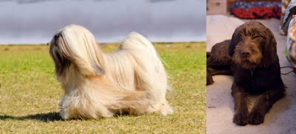 Pudelpointer vs Lhasa Apso - Breed Comparison