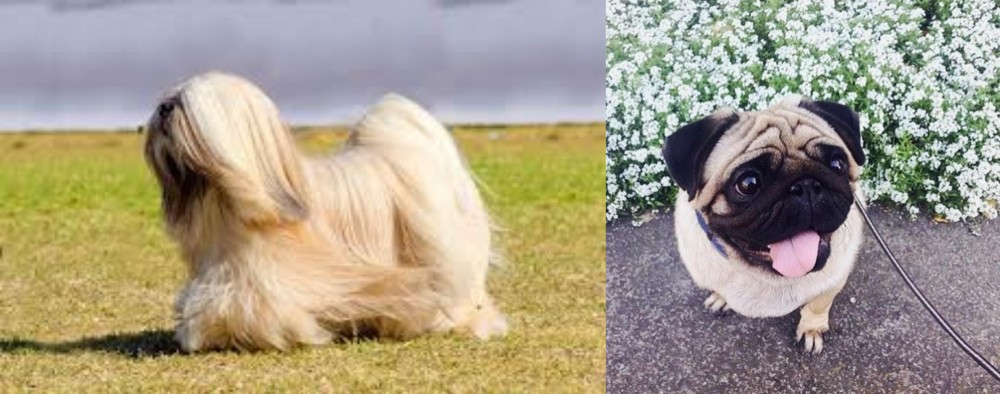 Pug vs Lhasa Apso - Breed Comparison