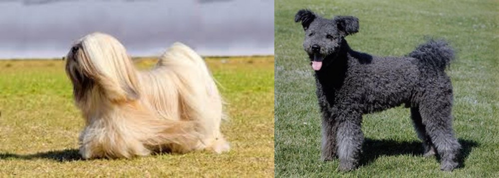 Pumi vs Lhasa Apso - Breed Comparison