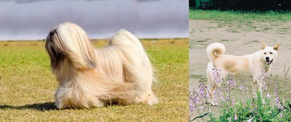 Pungsan Dog vs Lhasa Apso - Breed Comparison