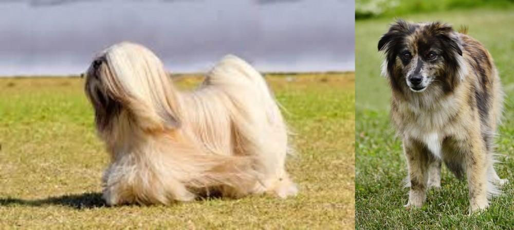 Pyrenean Shepherd vs Lhasa Apso - Breed Comparison