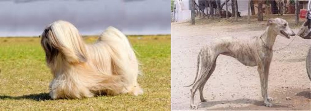 Rampur Greyhound vs Lhasa Apso - Breed Comparison