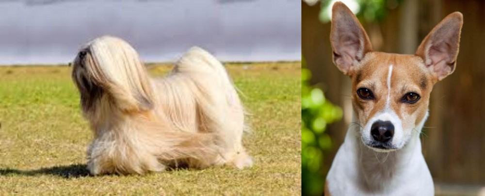 Rat Terrier vs Lhasa Apso - Breed Comparison