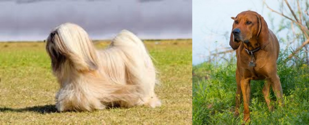 Redbone Coonhound vs Lhasa Apso - Breed Comparison