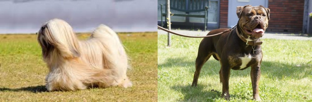 Renascence Bulldogge vs Lhasa Apso - Breed Comparison