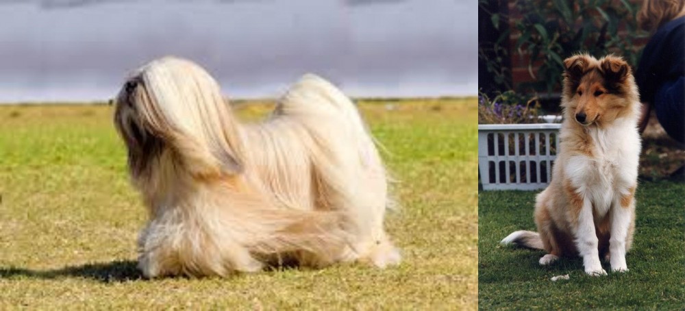 Rough Collie vs Lhasa Apso - Breed Comparison