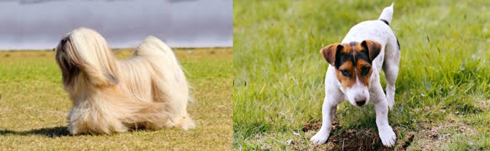 Russell Terrier vs Lhasa Apso - Breed Comparison