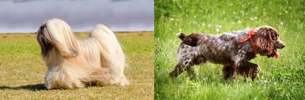 Russian Spaniel vs Lhasa Apso - Breed Comparison