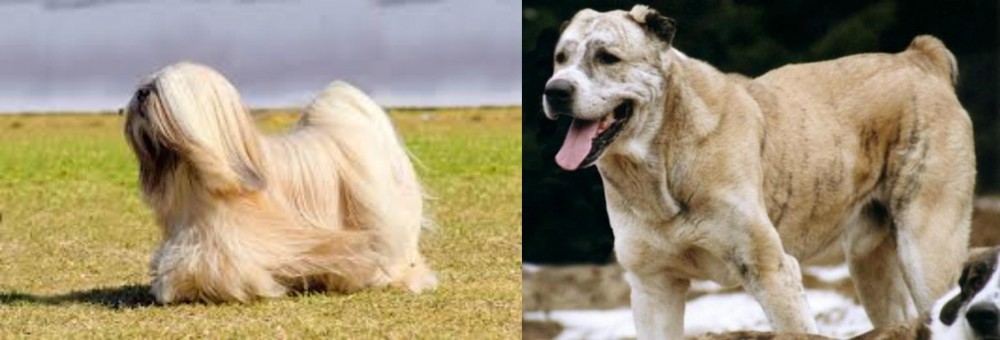 Sage Koochee vs Lhasa Apso - Breed Comparison