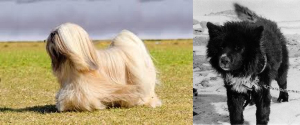 Sakhalin Husky vs Lhasa Apso - Breed Comparison