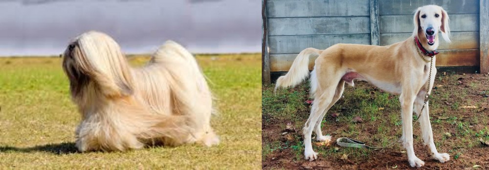 Saluki vs Lhasa Apso - Breed Comparison